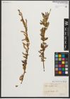 Foto von Salix triandra subsp. amygdalina (L.) Schübl. & G. Martens